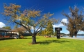 a large tree in a park