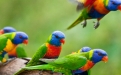 a colorful bird perched on top of a parrot