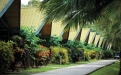 a palm tree on a street