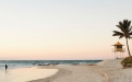 a group of palm trees on a beach