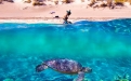 a group of people swimming in a body of water