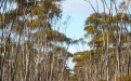 a close up of a pond