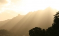 a tree with a mountain in the background