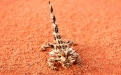 a close up of a lizard