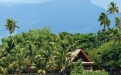 a group of palm trees next to a tree