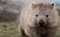 a bear that is standing in the grass