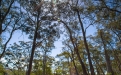 a large tree in a forest