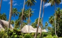 a group of palm trees next to a tree