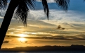 a group of palm trees on a beach near a body of water