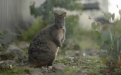 a kangaroo standing on grass