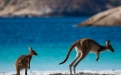 a kangaroo standing in a body of water