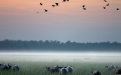 a flock of seagulls flying over a body of water