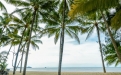 a palm tree on a beach near a body of water