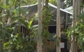 a group of palm trees on the side of a building