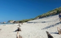 a dog lying on a sandy beach