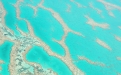 a close up of a coral