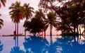 a group of palm trees next to a body of water