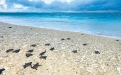 a bird sitting on top of a sandy beach