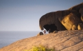 a cow standing on top of a rock