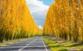 a tree on the side of a road