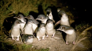 a flock of seagulls standing on grass