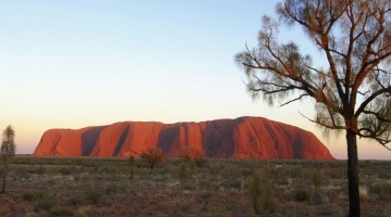 a large green field with trees in the background with Uluru in the background