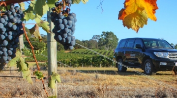 a car parked in a garden