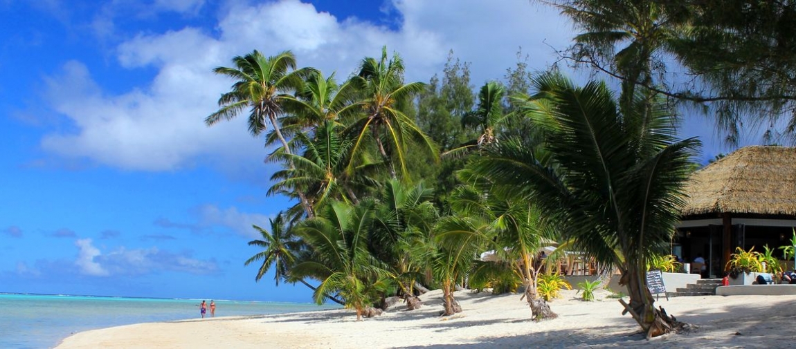 a beach with a palm tree