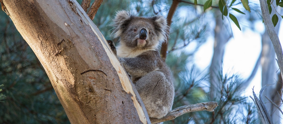 a koala bear sitting on a branch