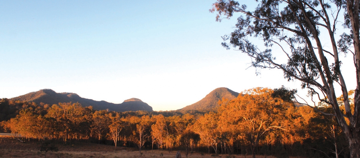 a tree with a mountain in the background