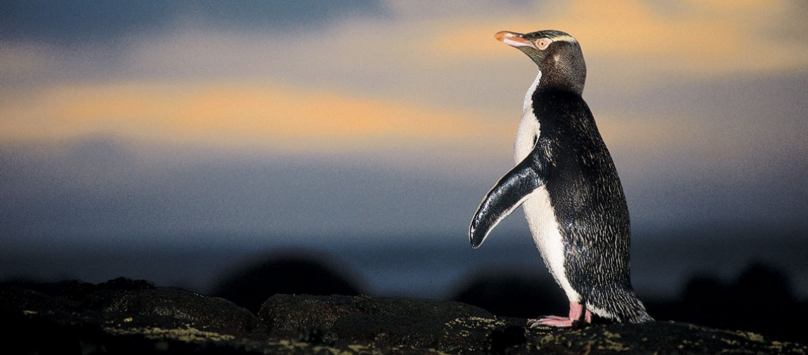 New Zealand's top 5 unique wildlife encounters | Austravel Blog