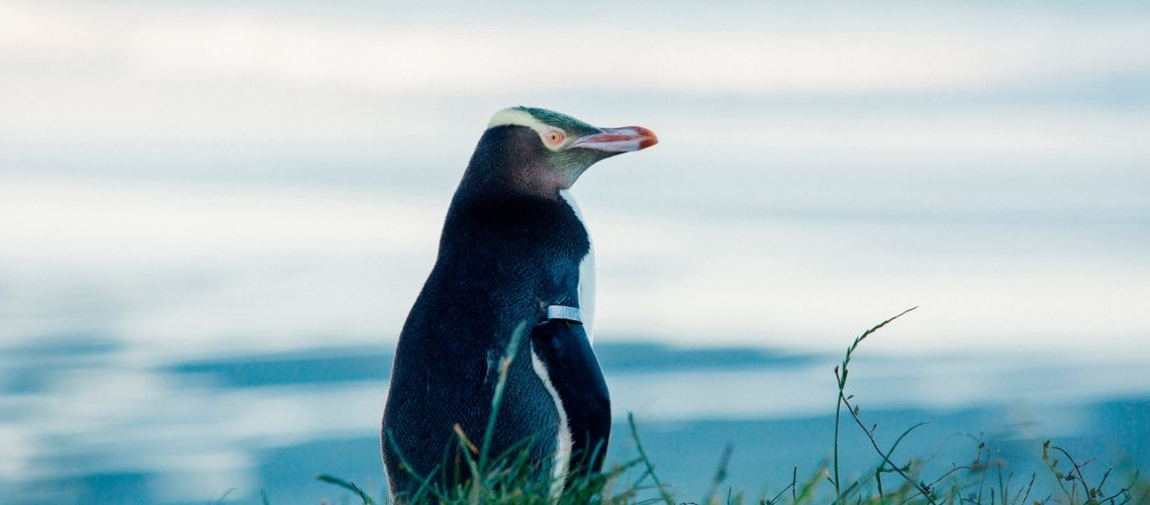 a close up of a bird perched on top of a body of water