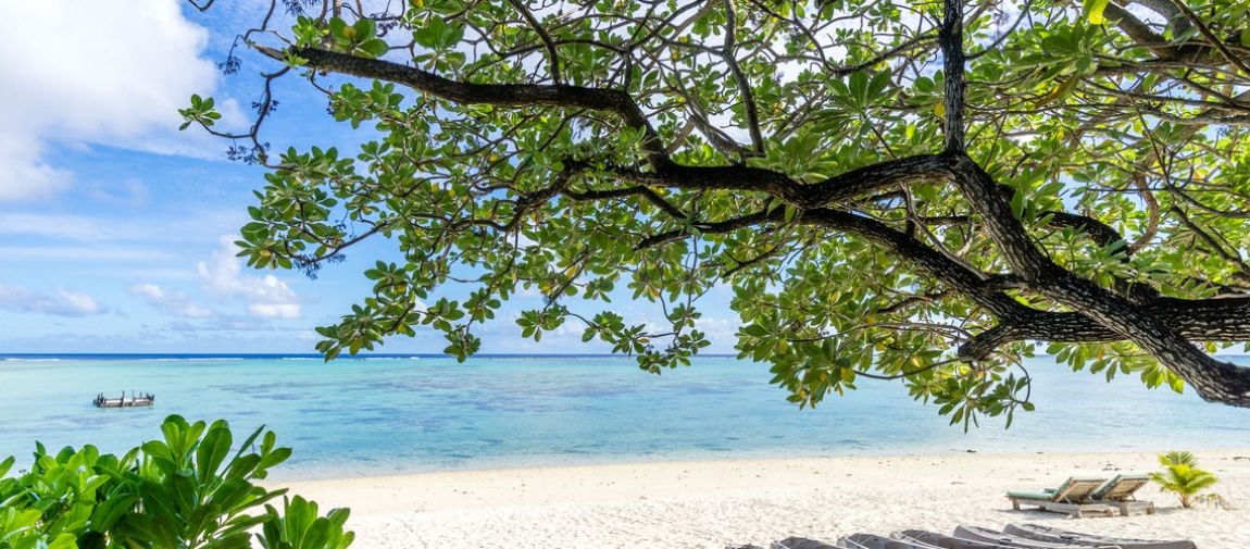 a tree next to a body of water