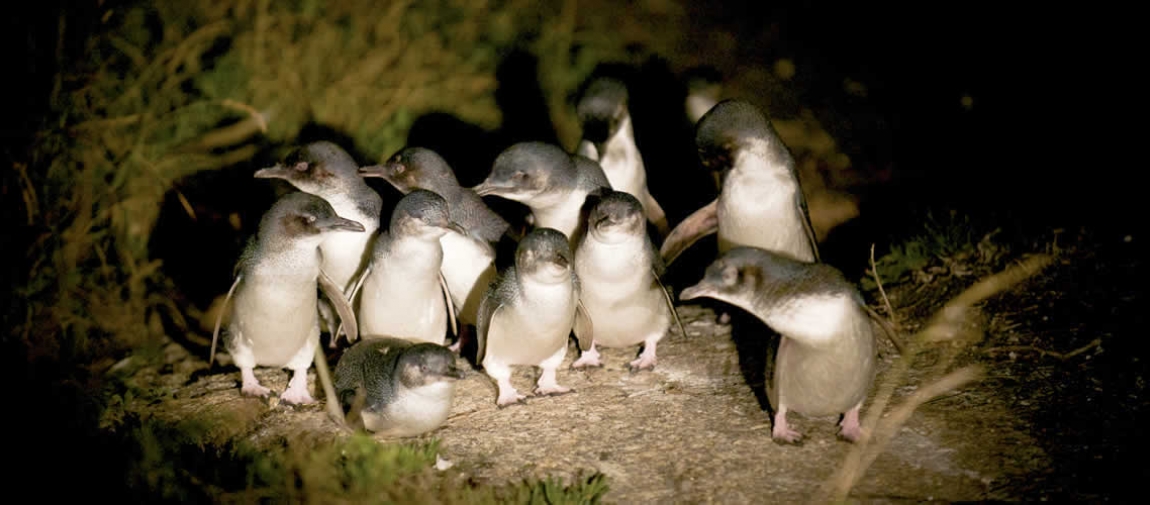 a flock of seagulls standing on grass