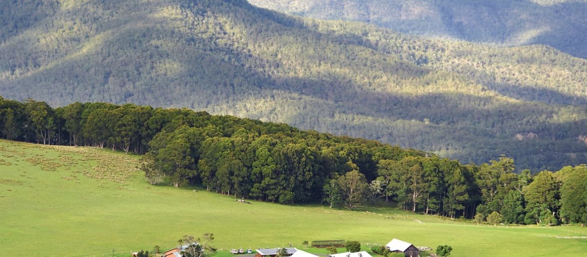 a herd of cattle grazing on a lush green field