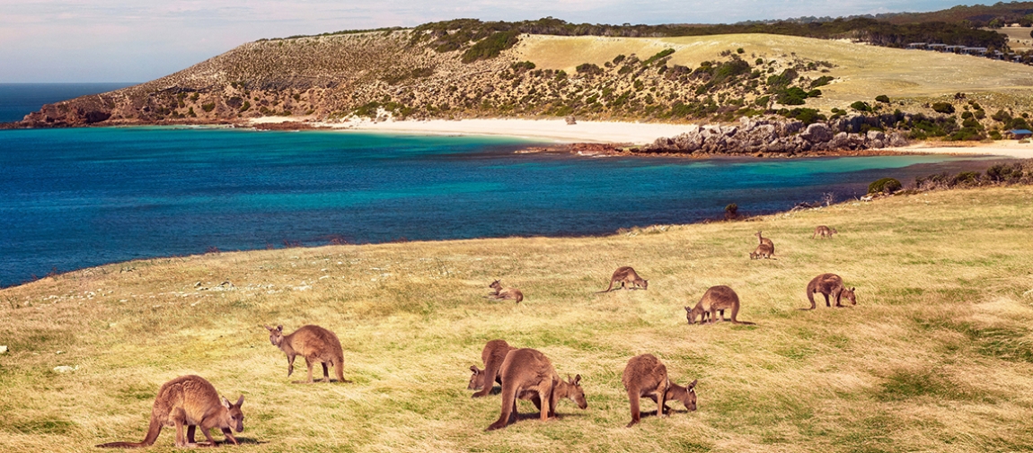 a herd of cattle grazing on a rocky beach