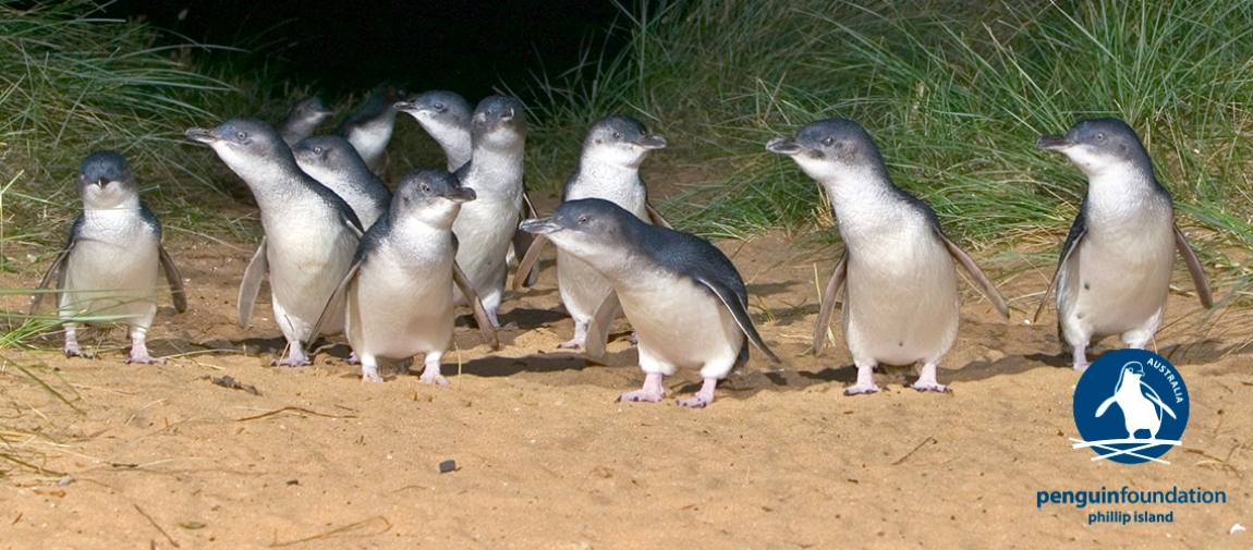 a flock of seagulls standing on grass