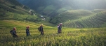 a group of people in a field with a mountain in the background