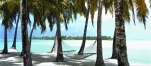 a group of palm trees next to a body of water