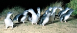 Penguins on Phillip Island