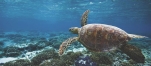 a turtle swimming under water