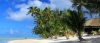 a beach with a palm tree