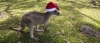 Kangaroo wearing a Christmas hat