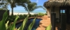 a beach with a palm tree