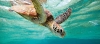 Sea turtle, Australia