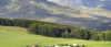 a herd of cattle grazing on a lush green field