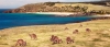 a herd of cattle grazing on a rocky beach