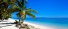 a boat sitting on top of a sandy beach next to a palm tree