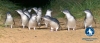 a flock of seagulls standing on grass