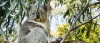 a koala eating leaves from a tree